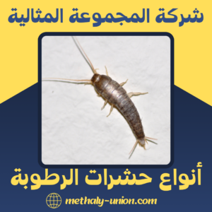 أنواع حشرات الرطوبة