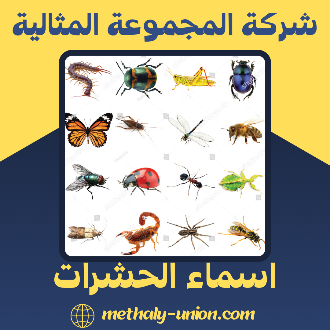 دليلك الكامل لمعرفة اسماء الحشرات في السعودية | بالصور والوصف