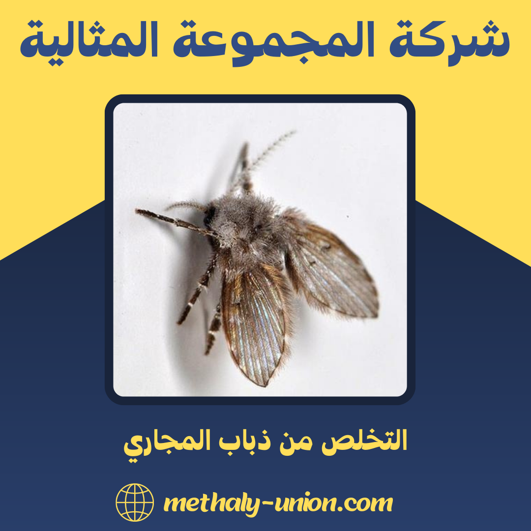 التخلص من ذباب المجاري: استراتيجيات فعّالة للتحكم والوقاية