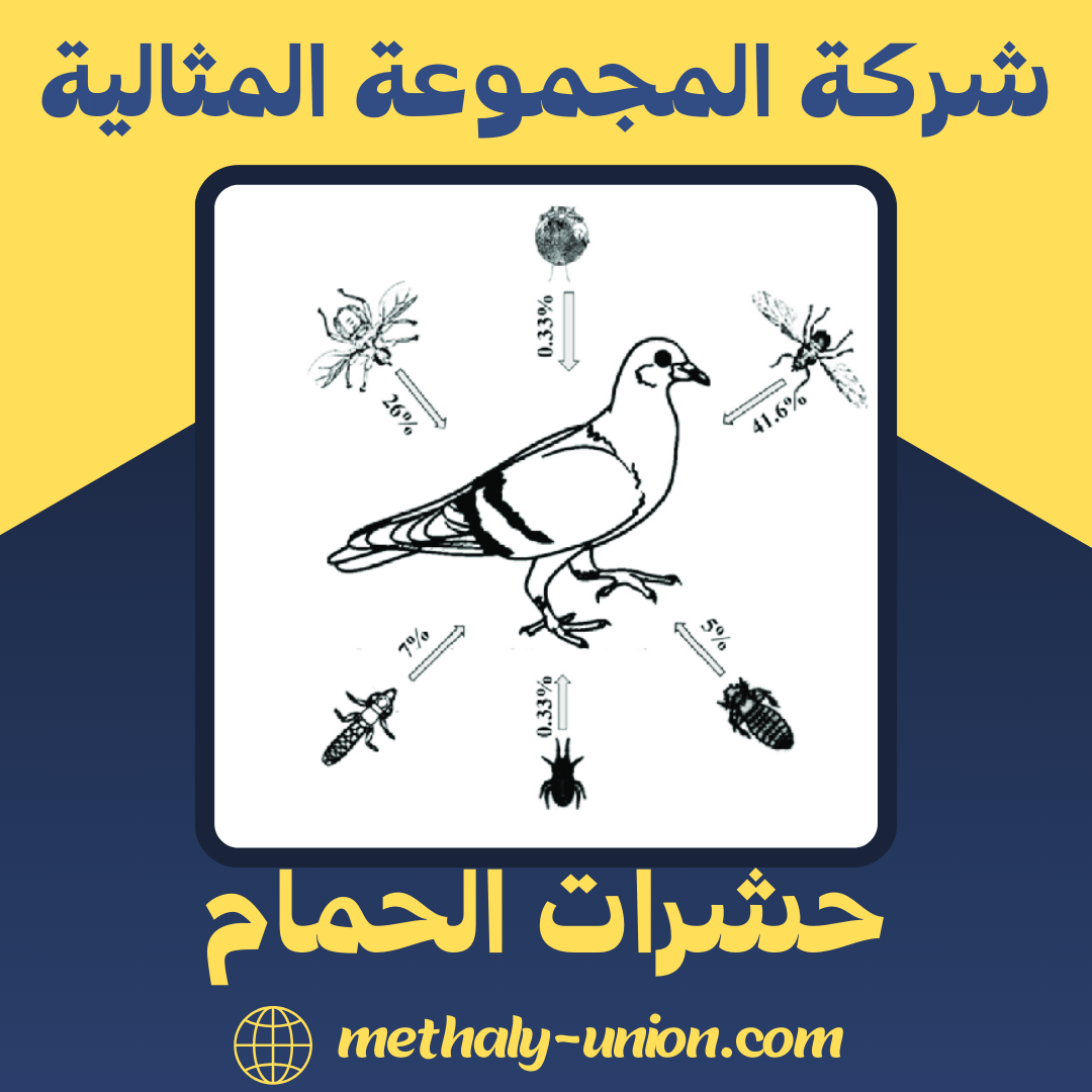 حشرات الحمام