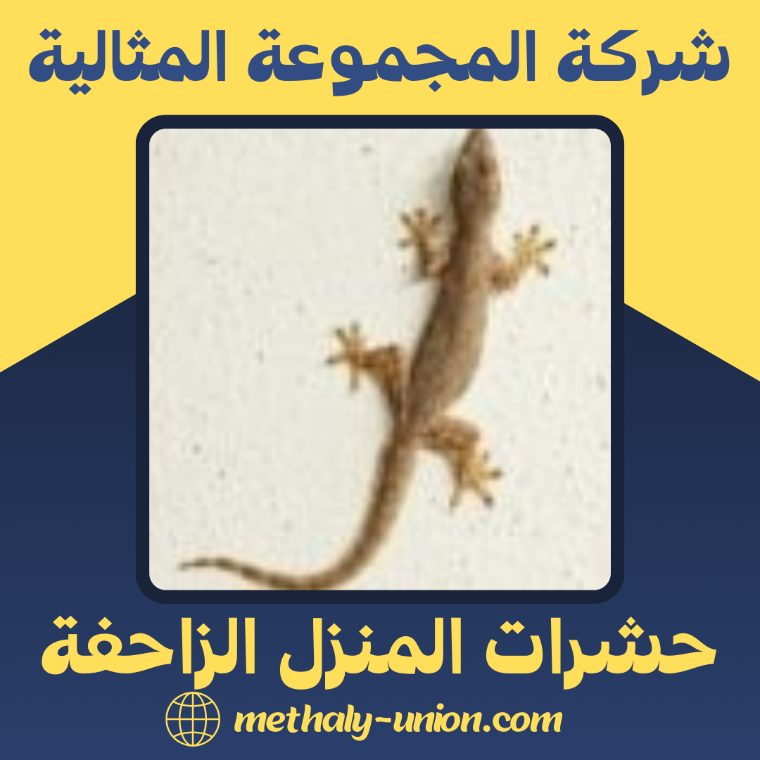 دليلك الشامل عن حشرات المنزل الزاحفة | طرق وقاية وعلاج آمنة
