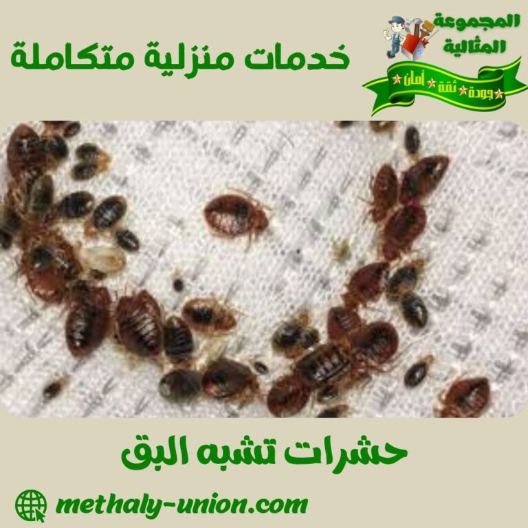 حشرات تشبه البق