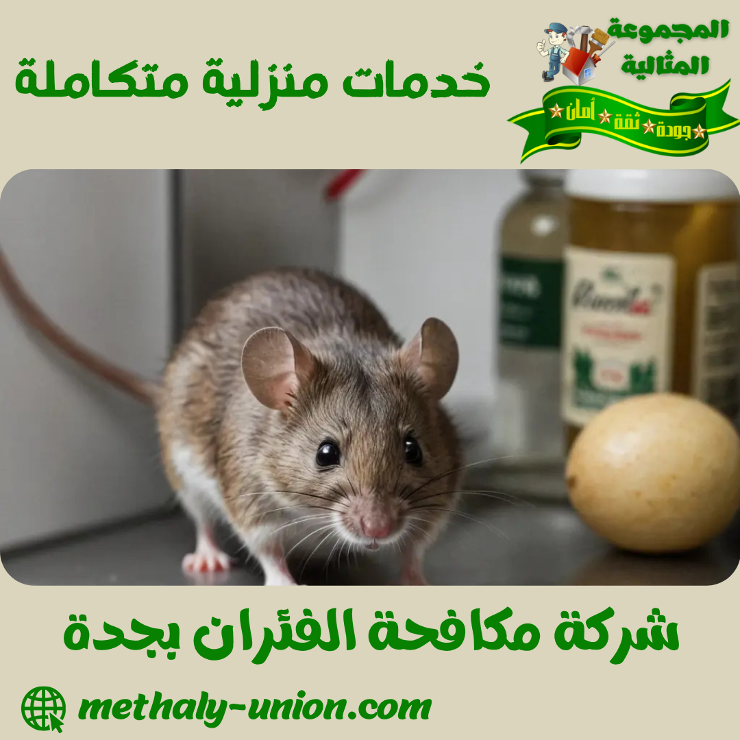شركة مكافحة الفئران بجدة 0533299153 التخلص من الفئران باحدث الطرق الامنة 1 شركة مكافحة الفئران بجدة