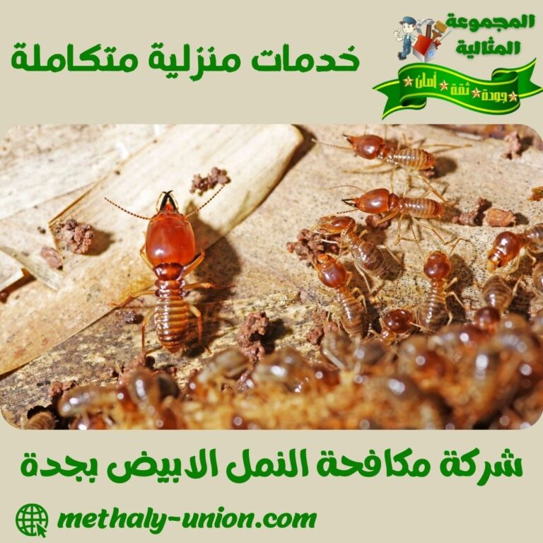 شركة مكافحة النمل الابيض بجدة