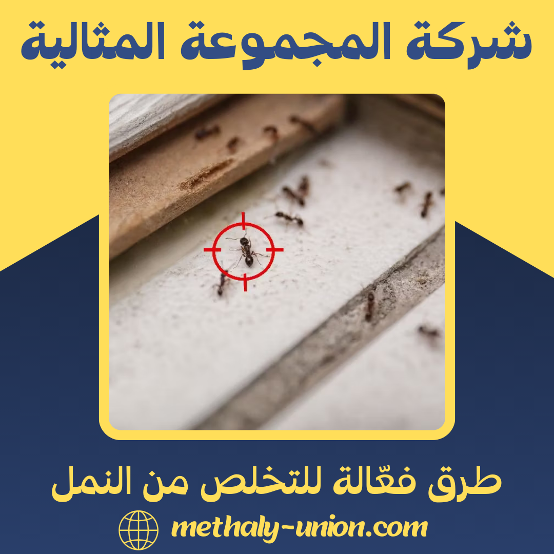 طرق فعّالة للتخلص من النمل نهائياً | دليلك الشامل لعام 2026