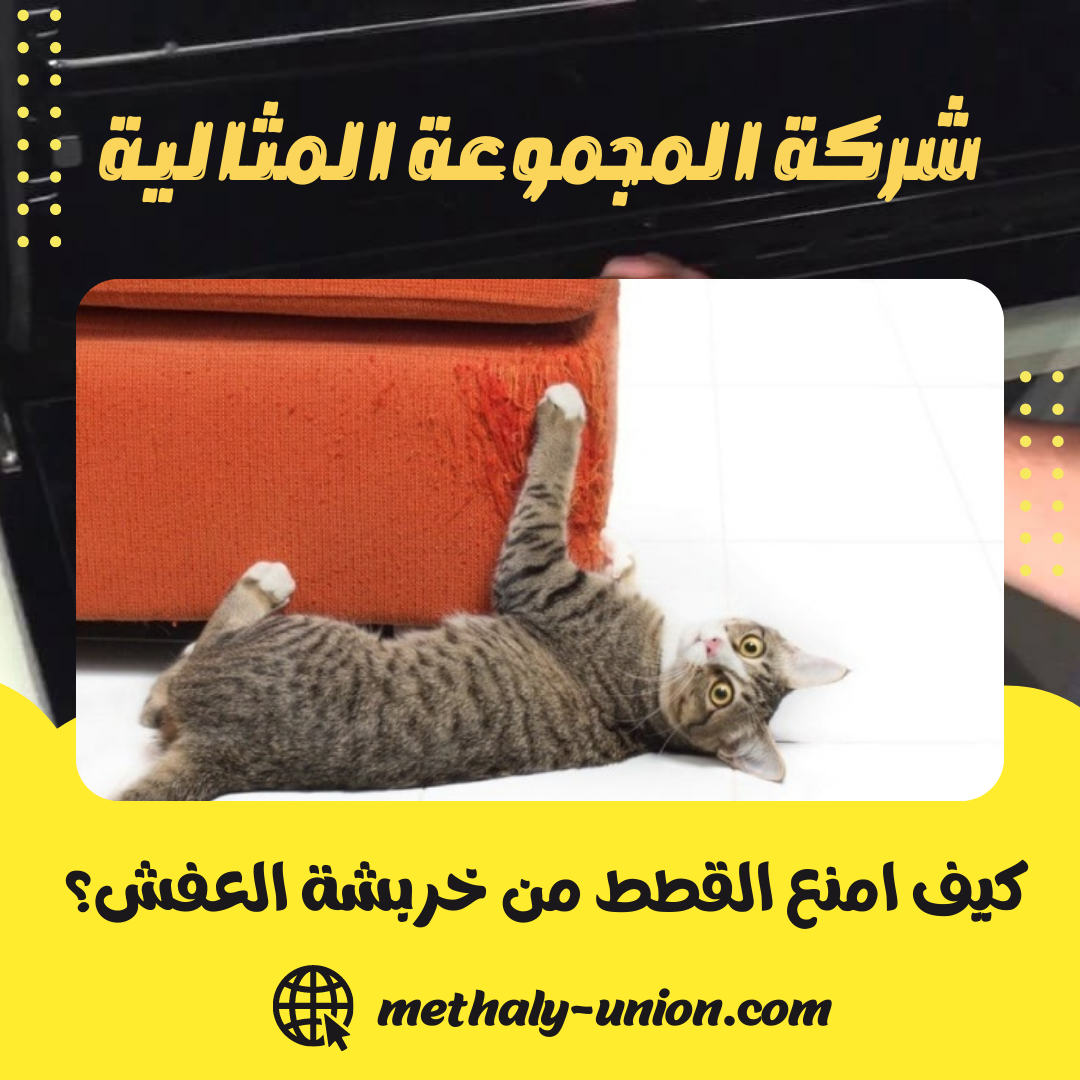 كيف امنع القطط من خربشة العفش؟