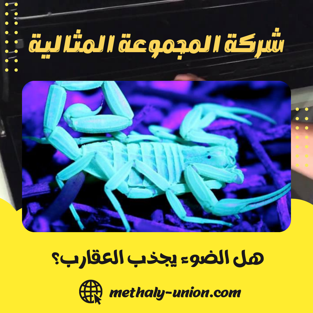 هل الضوء يجذب العقارب؟